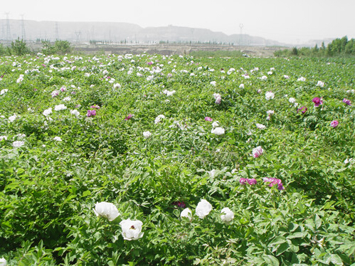 油用牡丹基地